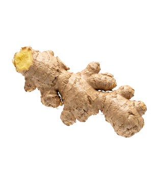 Fresh ginger root isolated on a transparent background for culinary