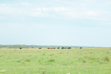 Open green pasture with grazing cattle near Copenhagen, Denmark © Takuya