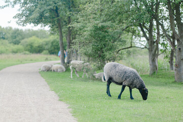 Sheep grazing beside a tree-lined path in Copenhagen, Denmark © Takuya