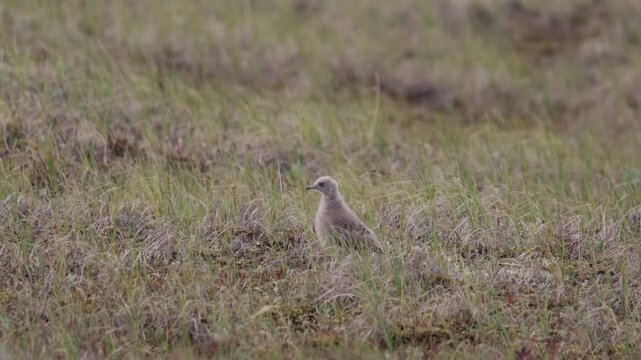 Long-tailed jaeger chick on the grass (close-up)