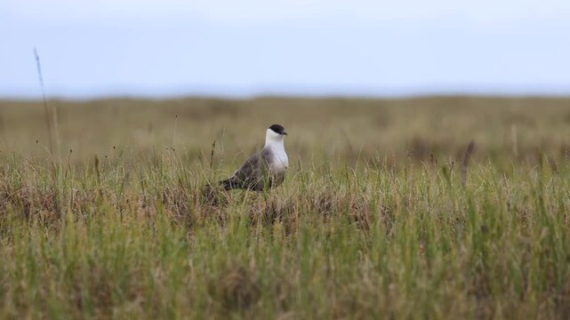 Long-tailed jaeger bird sitting on the grass close up