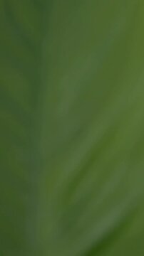 Vertical video: Tapping user in pale top scrolling phone by window as leaf moving in, copy space