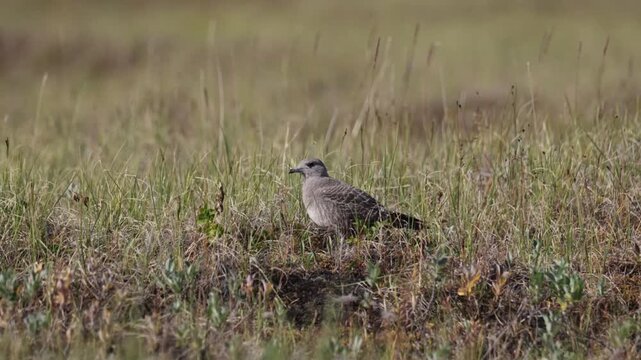 Long-tailed jaeger chick on the grass (close-up)