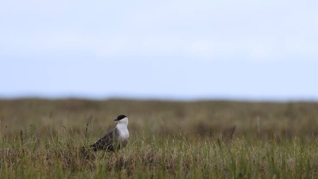 Long-tailed jaeger bird sitting on the grass close up