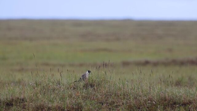 Long-tailed jaeger bird sitting on the grass close up