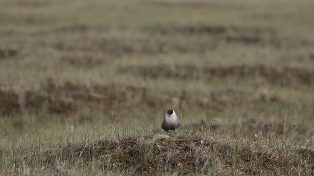 Long-tailed jaeger bird sitting on the grass close up