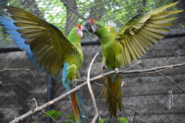 parrot © Andrea