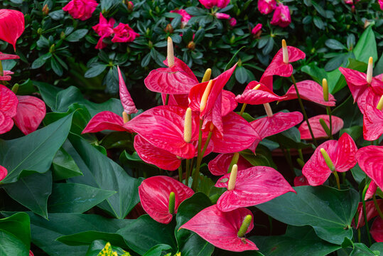 Red Anthurium andraeanum spathes with creamy yellow spadices rise among dense green leaves, creating a vivid ornamental garden display.