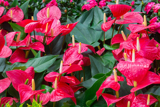 Red Anthurium andraeanum spathes with creamy yellow spadices rise among dense green leaves, creating a vivid ornamental garden display.