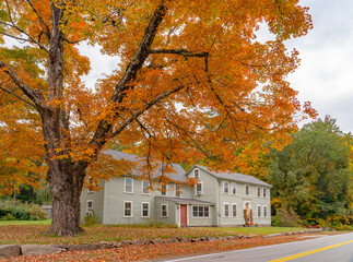 Fototapeta premium autumn yellow trees and residential house