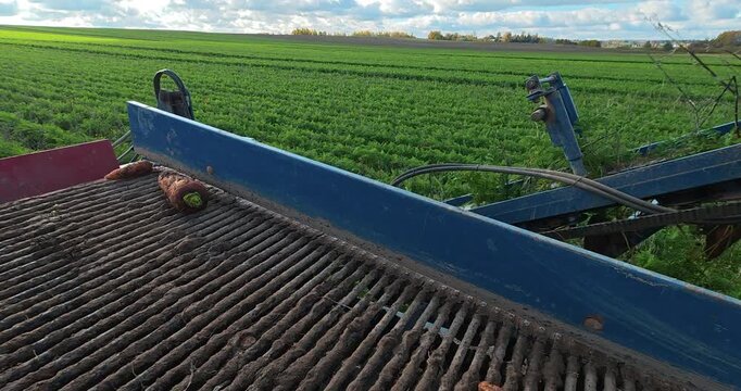 Carrot harvest in farm land.