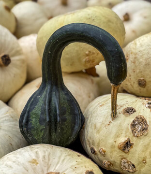 Gr&uuml;ner schwanenf&ouml;rmiger Zierk&uuml;rbis inmitten von cremewei&szlig;en K&uuml;rbissen als herbstliche Dekoration, Berlin, Deutschland