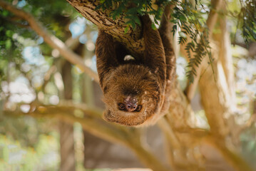 Three-toed sloth hanging upside down on a tree branch looking at camera in tropical rainforest, wild animal photography © johnkennedy