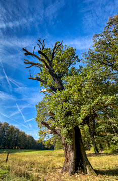 Eindrucksvolles Landschaftsbild mit uralter, knorriger Eiche mit hohlem Stamm und beschnittenen &Auml;sten auf herbstlicher Wiese, Berlin, Deutschland