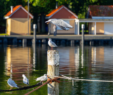Seem&ouml;wen (Larinae) im morgendlichen Sonnenlicht an und auf einem Holzsegler im Hafen von Lauterbach, R&uuml;gen, Mecklenburg-Vorpommern, Deutschland