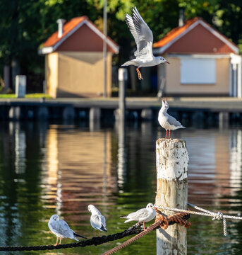 Seem&ouml;wen (Larinae) im morgendlichen Sonnenlicht an und auf einem Holzsegler im Hafen von Lauterbach, R&uuml;gen, Mecklenburg-Vorpommern, Deutschland