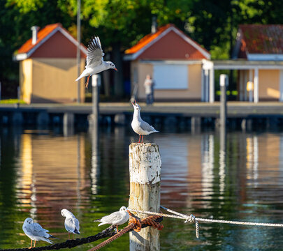 Seem&ouml;wen (Larinae) im morgendlichen Sonnenlicht an und auf einem Holzsegler im Hafen von Lauterbach, R&uuml;gen, Mecklenburg-Vorpommern, Deutschland