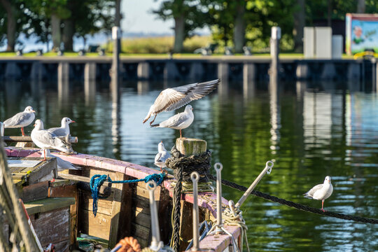Seem&ouml;wen (Larinae) im morgendlichen Sonnenlicht an und auf einem Holzsegler im Hafen von Lauterbach, R&uuml;gen, Mecklenburg-Vorpommern, Deutschland