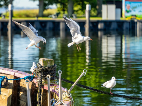 Seem&ouml;wen (Larinae) im morgendlichen Sonnenlicht an und auf einem Holzsegler im Hafen von Lauterbach, R&uuml;gen, Mecklenburg-Vorpommern, Deutschland