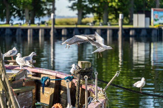 Seem&ouml;wen (Larinae) im morgendlichen Sonnenlicht an und auf einem Holzsegler im Hafen von Lauterbach, R&uuml;gen, Mecklenburg-Vorpommern, Deutschland