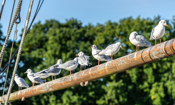 Seem&ouml;wen (Larinae) im morgendlichen Sonnenlicht an und auf einem Holzsegler im Hafen von Lauterbach, R&uuml;gen, Mecklenburg-Vorpommern, Deutschland