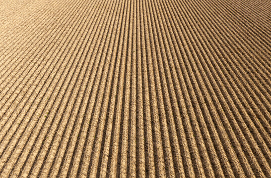 Plowed field showing parallel furrows ready for planting