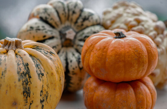 closeup on decorative gourds with heap of little be jack squash, autumnal vegetables