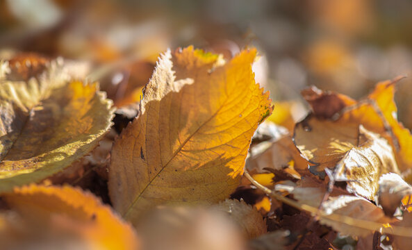 Closeup of bright golden autumn prunus leaf lying among dry fallen leaves on ground in forest on  blur background