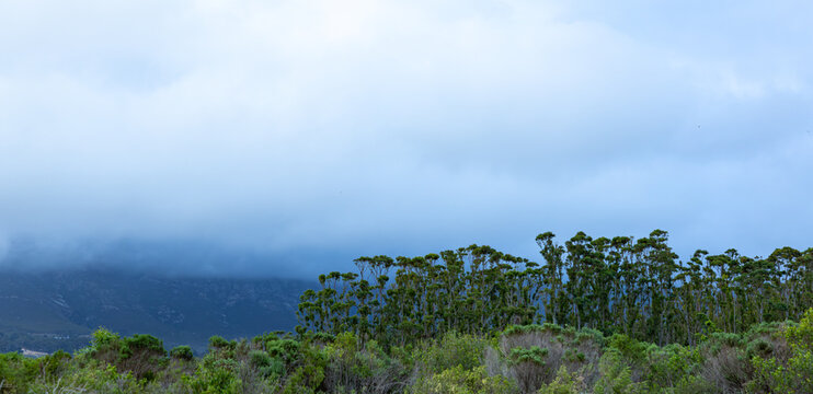 overcast  sky and clouds descending Klein Mountain, stand of trees in foreground, Stanford, South Africa