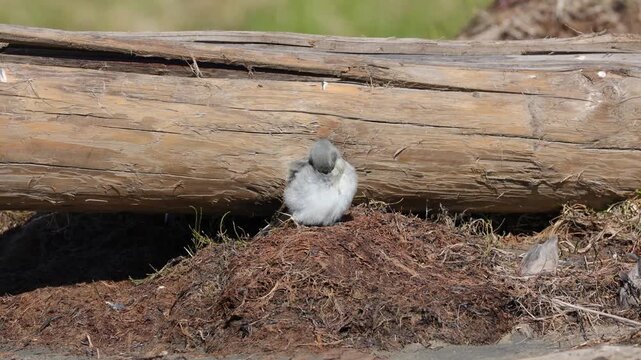 Snow bunting sitting on a tree, close-up. Tundra. Yakutia