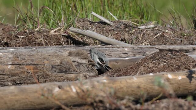 Snow bunting sitting on a tree, close-up. Tundra. Yakutia