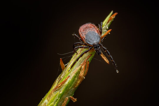 Common Tick - Ixodes ricinus, common european parasitical arachnid native to the forests and meadows of Europe, Czech Republic.