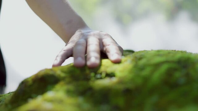  A man's hand touches the moss on the tree bark.