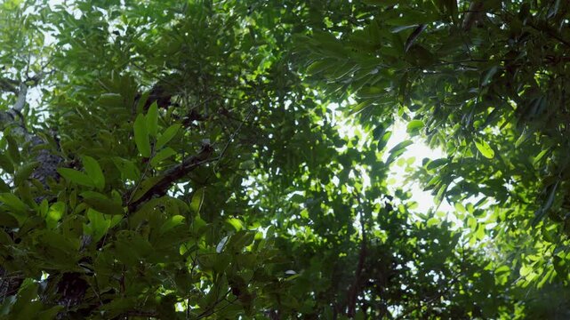 Natural plants, green forest, beautiful natural landscape in the forest park.
