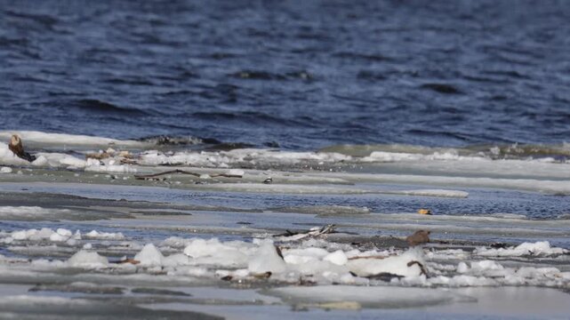 Snow bunting sitting on a tree, close-up. Tundra. Yakutia