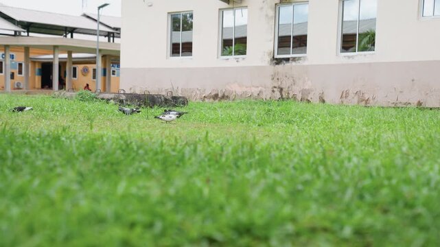 Pigeons forage on green grass near yellow and white school buildings. Birds move slightly as they search ground while background structures remain static