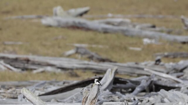 Snow bunting sitting on a tree, close-up. Tundra. Yakutia