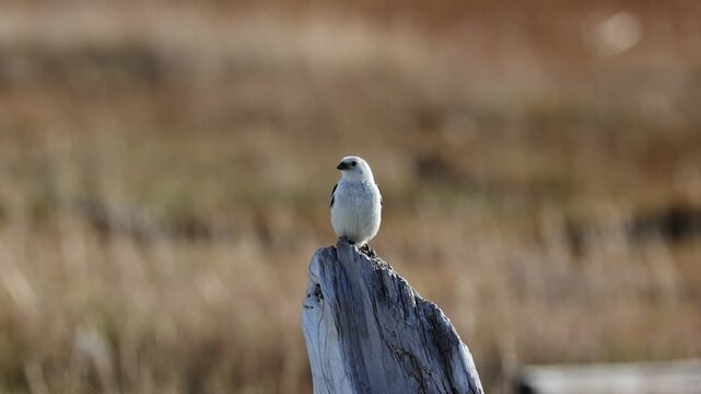 Snow bunting sitting on a tree, close-up. Tundra. Yakutia