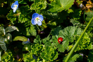 Spring greenery with delicate blue flowers and a small red ladybug resting on a leaf, surrounded by lush foliage in natural sunlight, grainy film texture, high quality photo © Дмитрий Швец