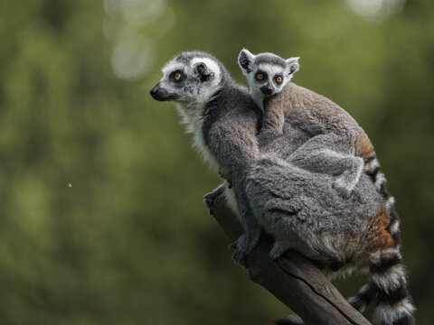 Ring-tailed lemur