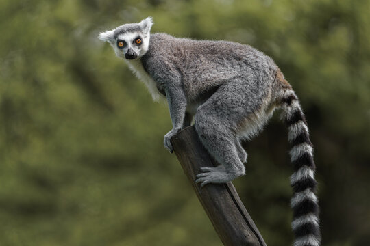 Ring-tailed lemur