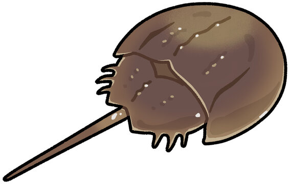 カブトガニ