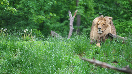 Katanga Lion © svobodacontributor