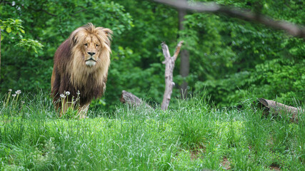 Katanga Lion © svobodacontributor