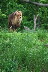 Katanga Lion © svobodacontributor