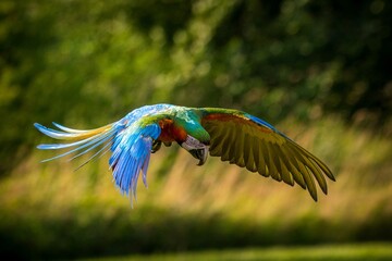 Vibrant red macaw parrot perched outdoors in natural green forest lighting © jurra8
