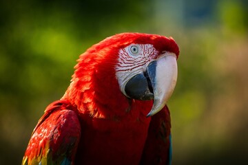 Vibrant red macaw parrot perched outdoors in natural green forest lighting © jurra8