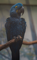 Hyacinth macaw © svobodacontributor
