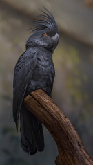 Palm cockatoo © svobodacontributor
