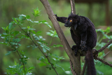 Black lemur © svobodacontributor